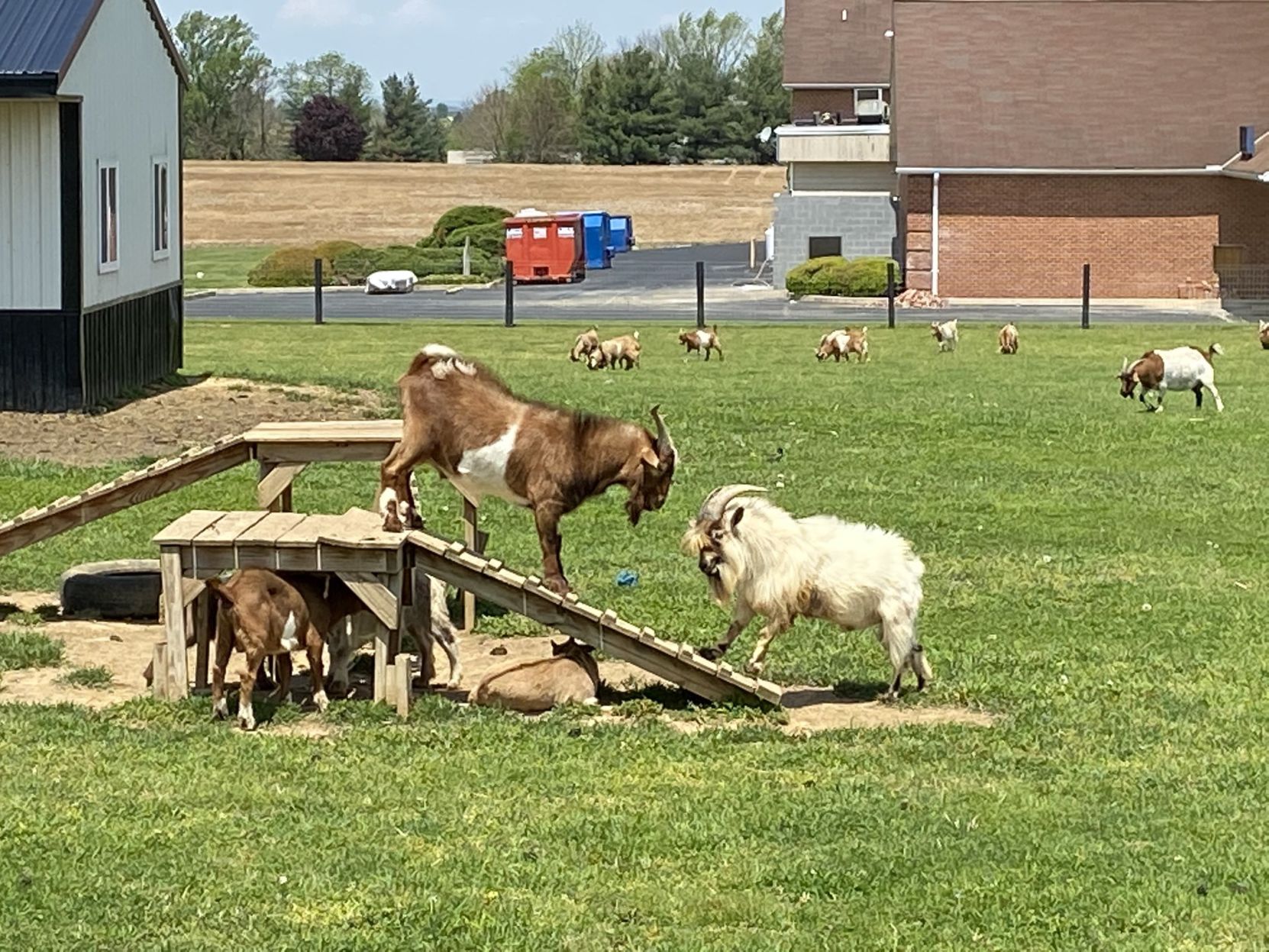 Mike's Goat Pics, County Reopening